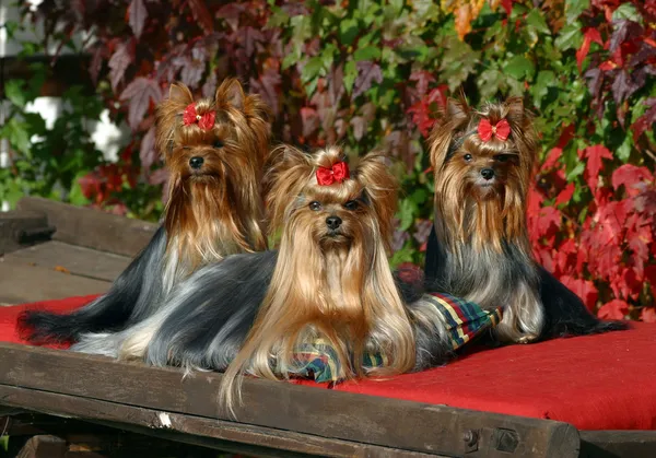 Tre yorkshire terrier hundar — Stockfoto