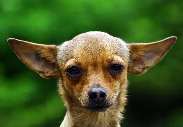 Chihuahua hunden Stockbild