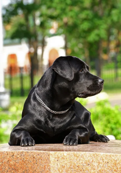 Svart labrador Stockbild