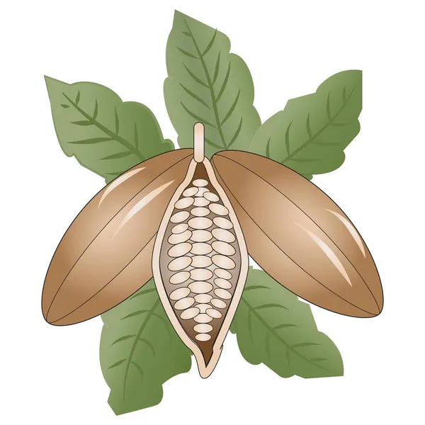 Illustrazione Vettoriale Del Cacao Opuscoli Pubblicità — Vettoriale Stock