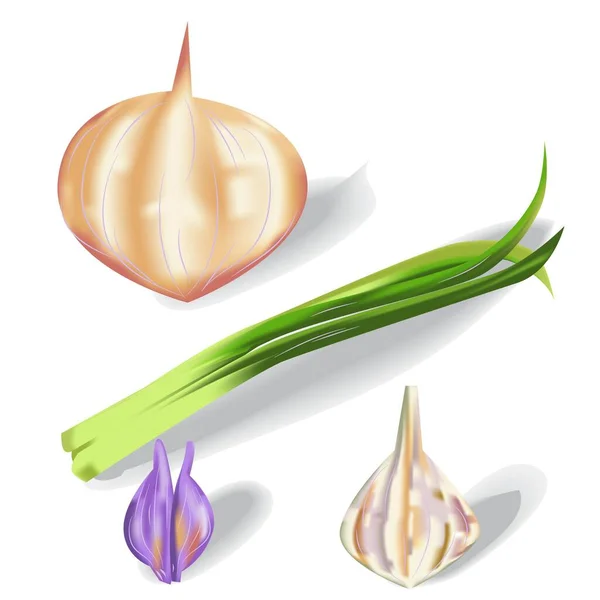 Fresh Onion Set Vector Illustration — Stockový vektor