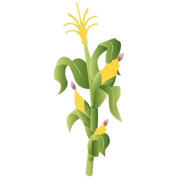 Realistische Maïs Plant Vector Illustratie — Stockvector