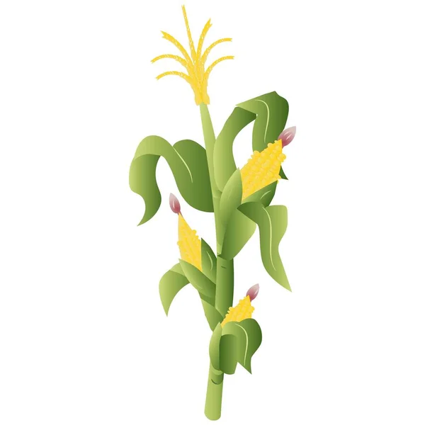 3D写实主义玉米植物病媒图解 — 图库矢量图片#
