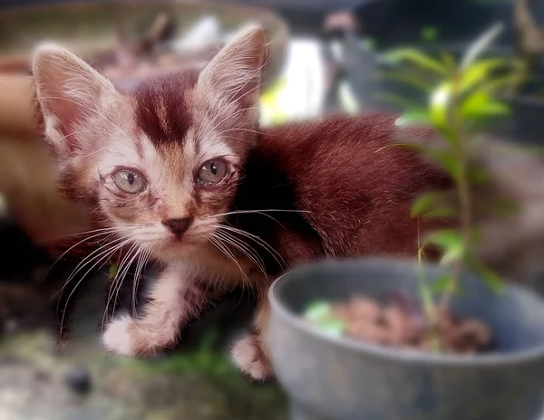 Kucing Kecil Yang Lucu Memainkan Foto — Stok Foto