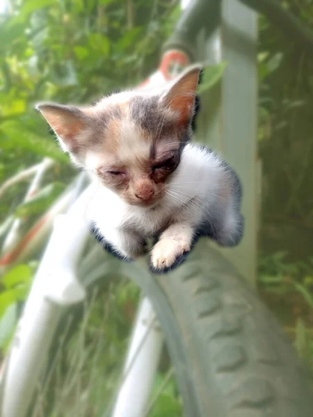 Cute Little Cat Sit Bike Tire Photo — Stock Photo, Image