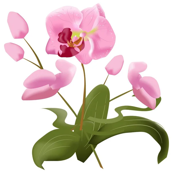 Tropische Orchidee Blumen Vektor Illustration — Stockvektor