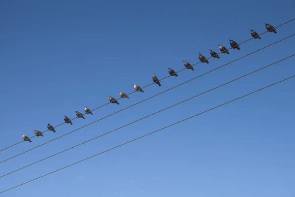 Pájaros en un alambre Fotos de stock libres de derechos