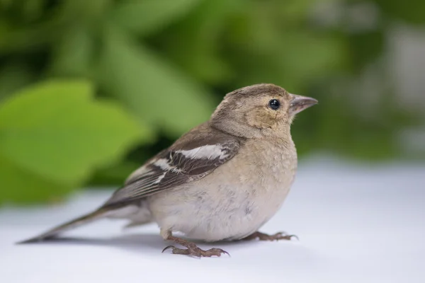 鳥 — ストック写真