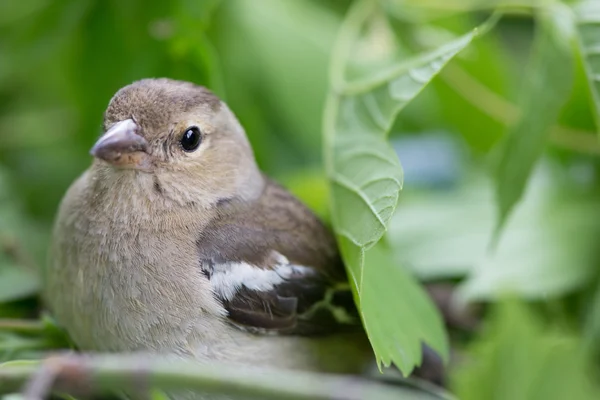 Vogel — Stockfoto