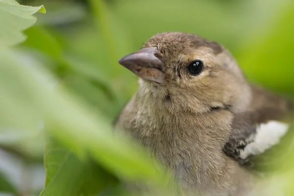 鳥 — ストック写真