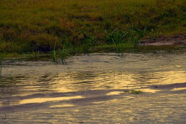 Şehir gezisi. Yaz manzarası. Hızlı nehir. Kara parçaları ve deniz yosunları. Harika bir piknik yeri. Issız bir yer ve bakir bir orman..