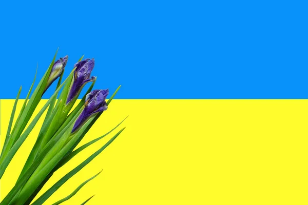 Frühling Blaue Blumen Auf Blauen Und Gelben Nationalfarben Der Ukraine — Stockfoto