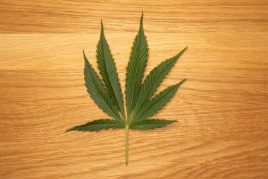 Tıbbi kenevir konsepti görüntüsü. Ahşap arka planda kenevir taze yeşil yapraklar