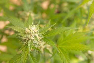 Beyaz çiçekli genç marihuana bitkisi.