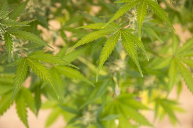 Beyaz çiçekli genç marihuana bitkisi.