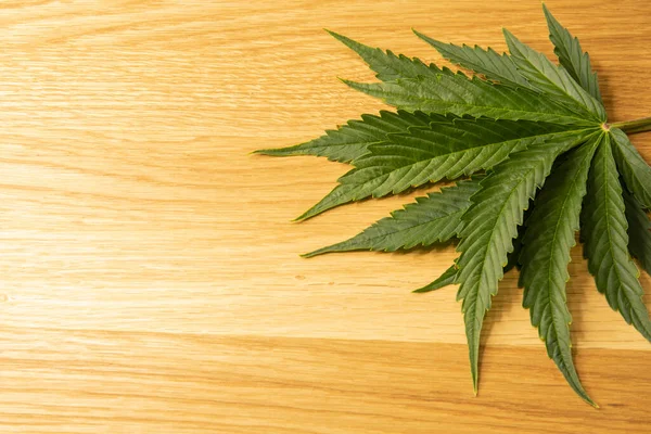 Medical Cannabis Concept Image Hemp Fresh Green Leaves Wooden Background — Foto de Stock