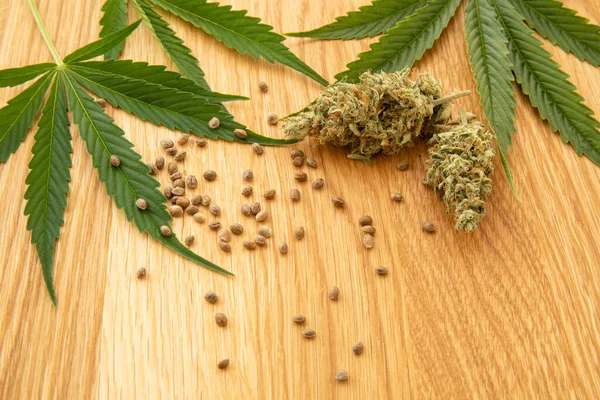 Imagen Del Concepto Cannabis Medicinal Cáñamo Hojas Frescas Brotes Semillas — Foto de Stock