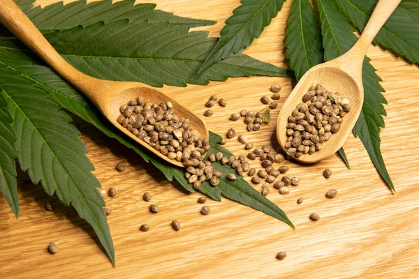 Imagen Del Concepto Cannabis Medicinal Cáñamo Hojas Frescas Semillas Cucharas — Foto de Stock
