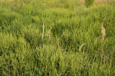 Ambrosia artemisiifolia tarlada tomurcuklanan yaban otları