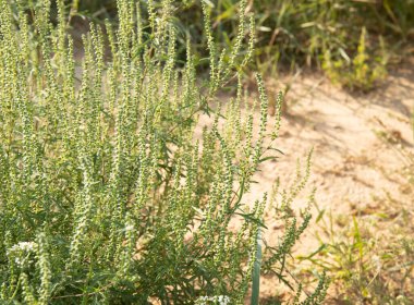 Ambrosia artemisiifolia tarlada tomurcuklanan yaban otları