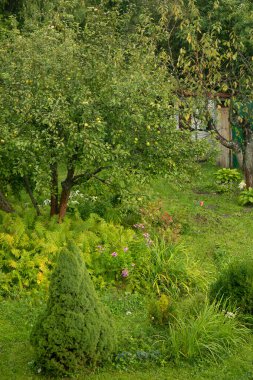 Yeşil çimlerle kaplı bir manzara. Yaz bahçesinde ağaçlar ve bitkiler..