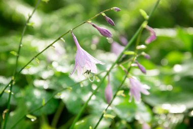 Güzel doğa Bokeh, seçici odak noktasıyla sabah güneşinde mavi çiçekler.