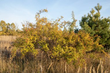 Tarlada olgun meyveler olan köpek gülü ya da Rosa kanina çalısı