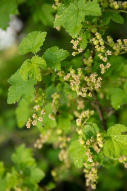 Bahçede kuş üzümü dalları