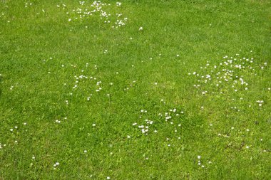 Yeşil çimlerde bir sürü küçük beyaz papatya çayı.