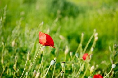 Kırmızı gelincik güneş ışığında yeşil tarlada çiçek açıyor.