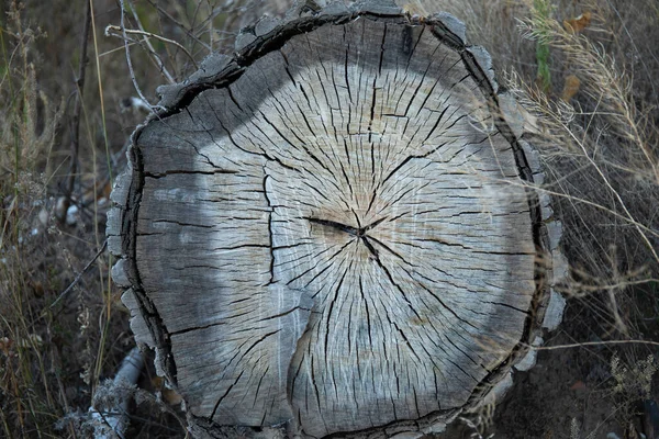 Serra Corte Seção Transversal Árvore Weathered Closeup — Fotografia de Stock