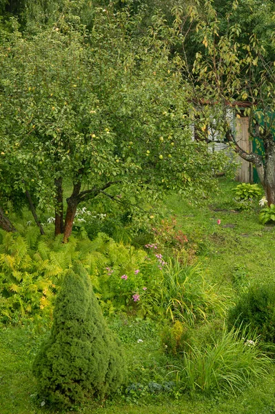a landscape view with green lawn with trees and plants in the summer garden.