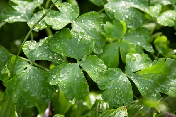 Beautiful Nature Bokeh Selective Focus Leaves Water Drops — Stock Photo, Image