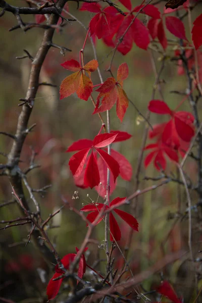 秋にバージニア州の果樹園の濃い赤の葉 — ストック写真