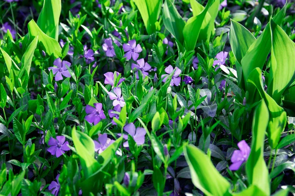 Gramado Com Flores Peri Winkle Azuis Folhas Verdes Imagem Primavera — Fotografia de Stock