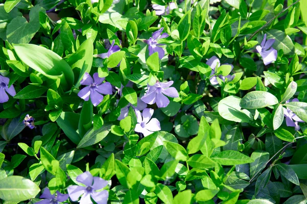 Gramado Com Flores Peri Winkle Azul Folhas Verdes Com Luz — Fotografia de Stock