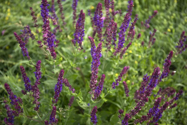 Close up Salvia nemorosa herbal plant with violet flowers in a meadow