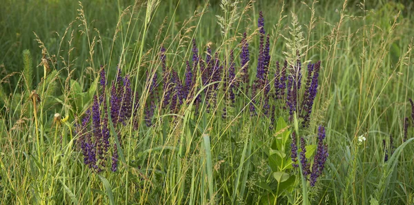 Salvia nemorosa herbal plant with violet flowers in a meadow