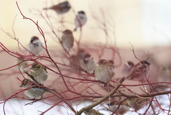 A flock of sparrows on a red branch — Stock Photo, Image