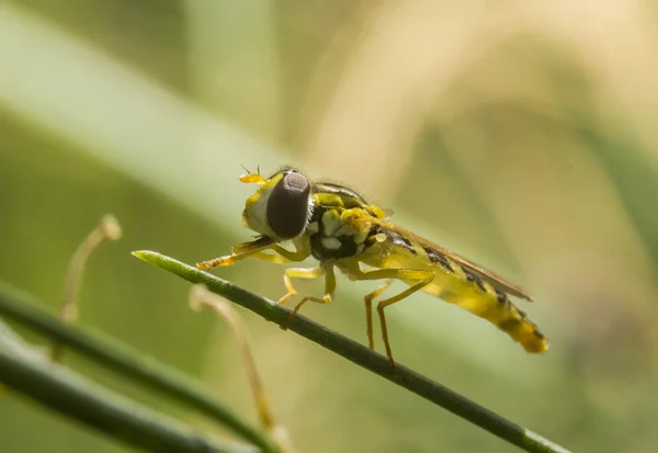 Vliegen zittend op een groene mes gevangen in een straal van licht — Stockfoto