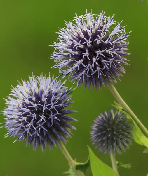 Violet thiste flowers in green background — Stock Photo, Image