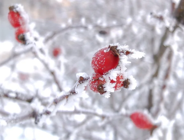 Wildrosenfrüchte auf verschneiten Zweigen — Stockfoto