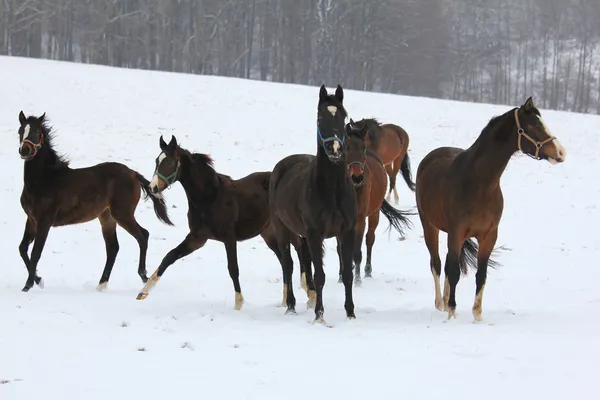 Лошади танцуют в снегу — стоковое фото