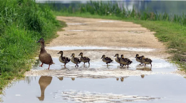 Um pato e com patinhos cruzando um caminho — Fotografia de Stock