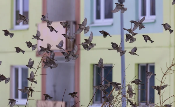 Egy felhő a verebek — Stock Fotó