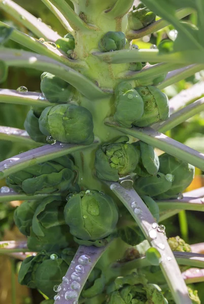 Brotos de Bruxelas crescendo em uma planta — Fotografia de Stock