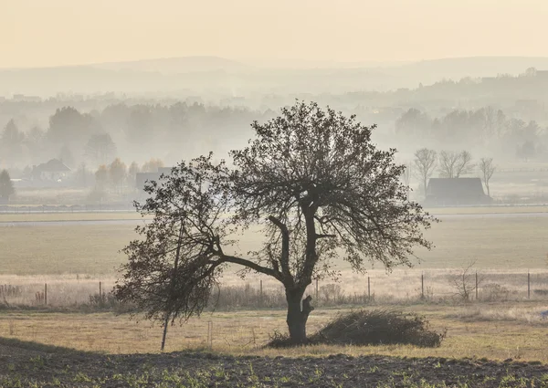 Одинокое дерево в туманном пейзаже — стоковое фото