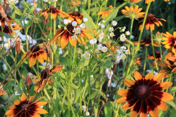 Bloemen in het weiland — Stockfoto