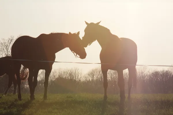 Zwei Pferde in der Sonne — Stockfoto