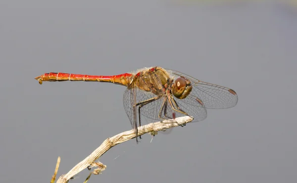 Eine rote Libelle sitzt auf einem Zweig isoliert vor grauem Hintergrund — Stockfoto